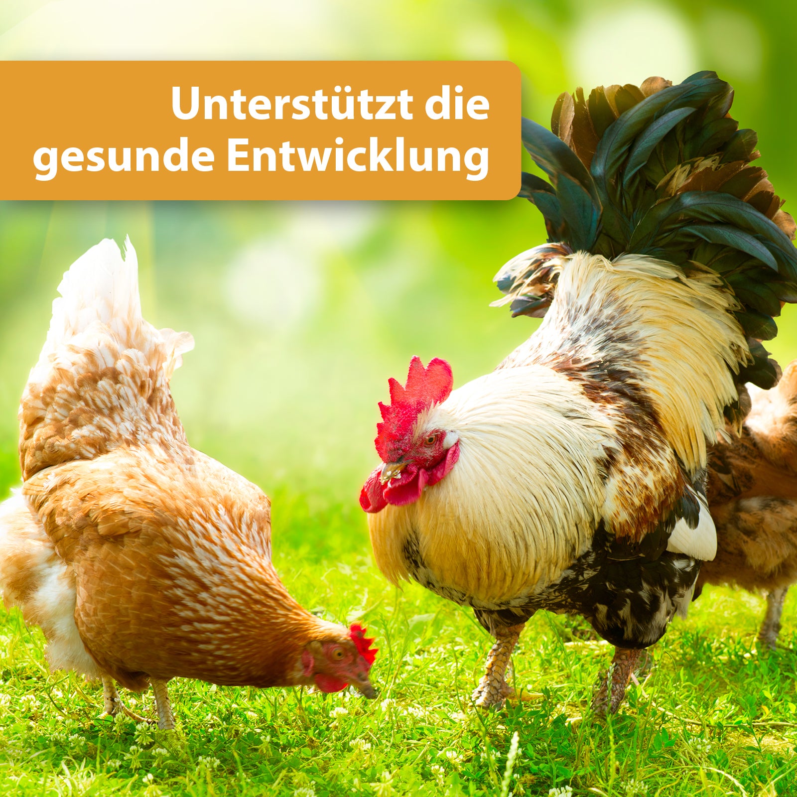 Hühner pickem im Gras - Unterstützt die gesunde Entwicklung
