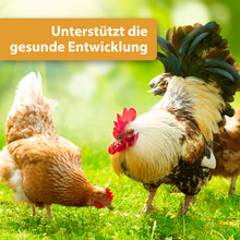 Laden Sie das Bild in den Galerie-Viewer, Hühner pickem im Gras - Unterstützt die gesunde Entwicklung
