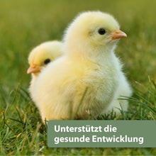 Laden Sie das Bild in den Galerie-Viewer, Zwei Küken laufen über gründe Wiese - Unterstützt die gesunde Entwicklung
