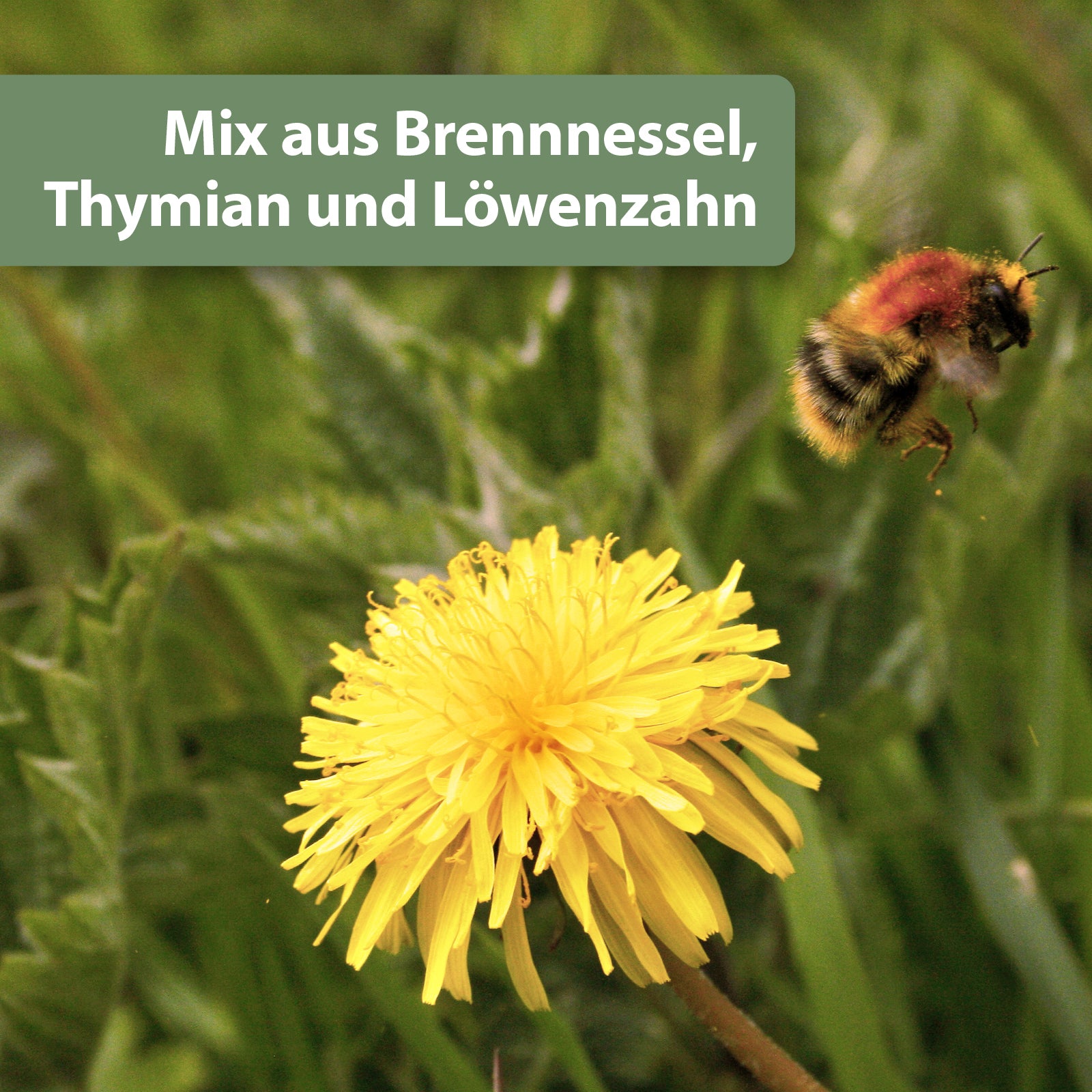 Gelbe Blume und Löwenzahn - Mix aus Brennessel, Thymian und Löwenzahn