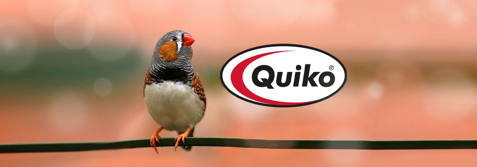 Vogel mit Quiko Logo