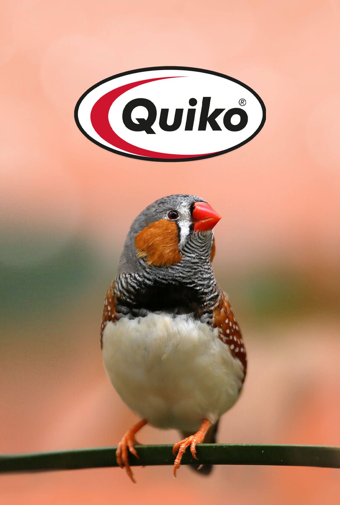 Vogel mit Quiko Logo