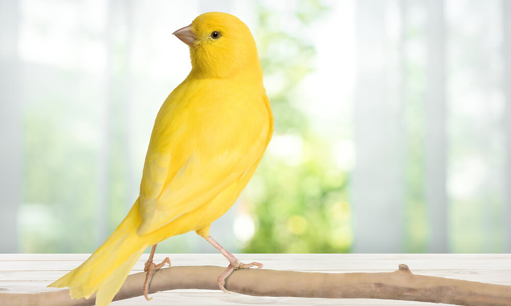 Quiko Kategorie Farbstoffe gelber Vogel