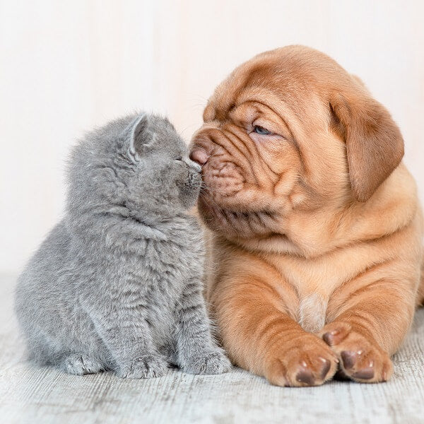 Katze und Hund